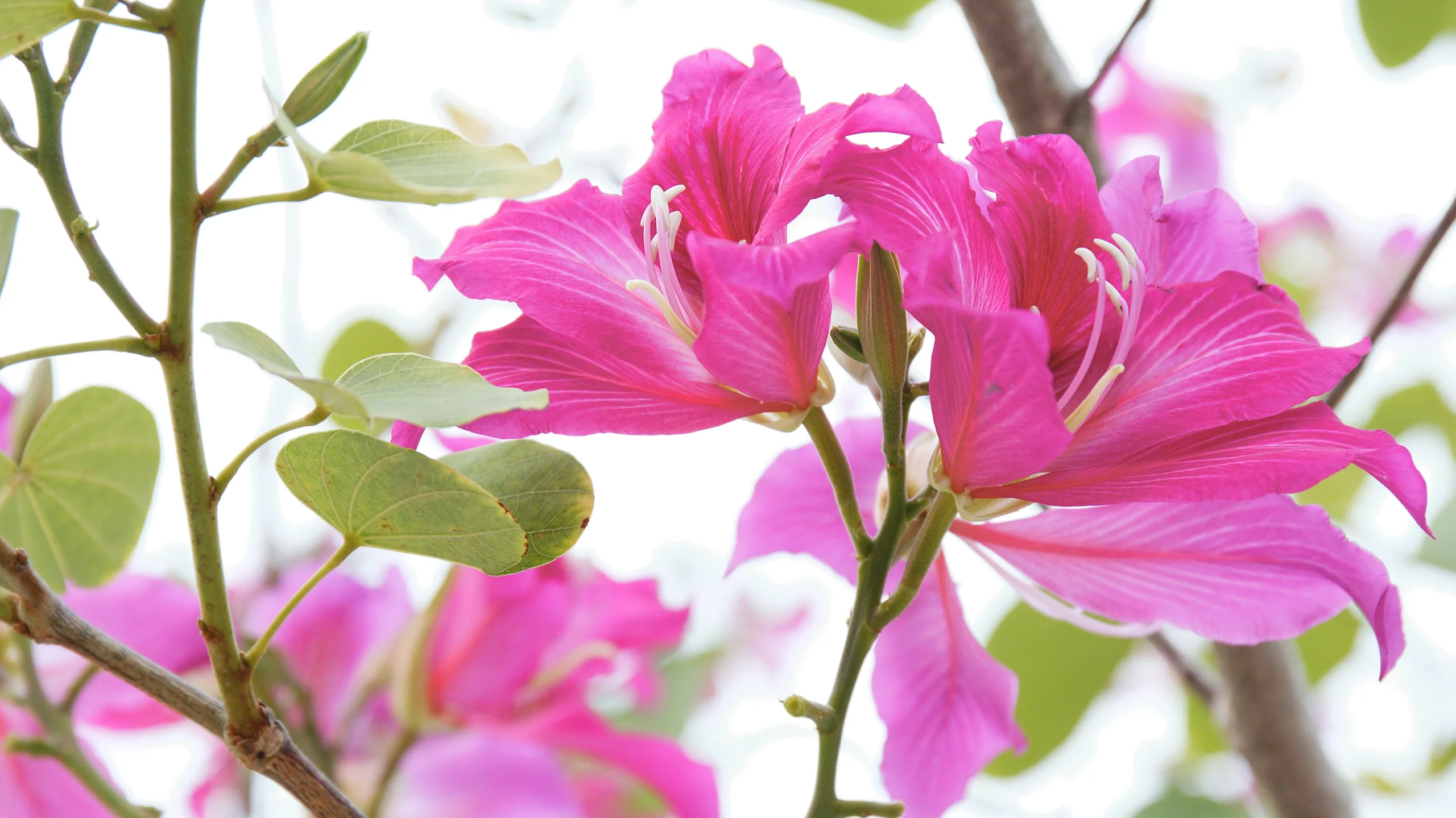 BAUHINIA VERIGATA (KACHNAR): HEALTH BOOSTS AND CULINARY DELIGHTS