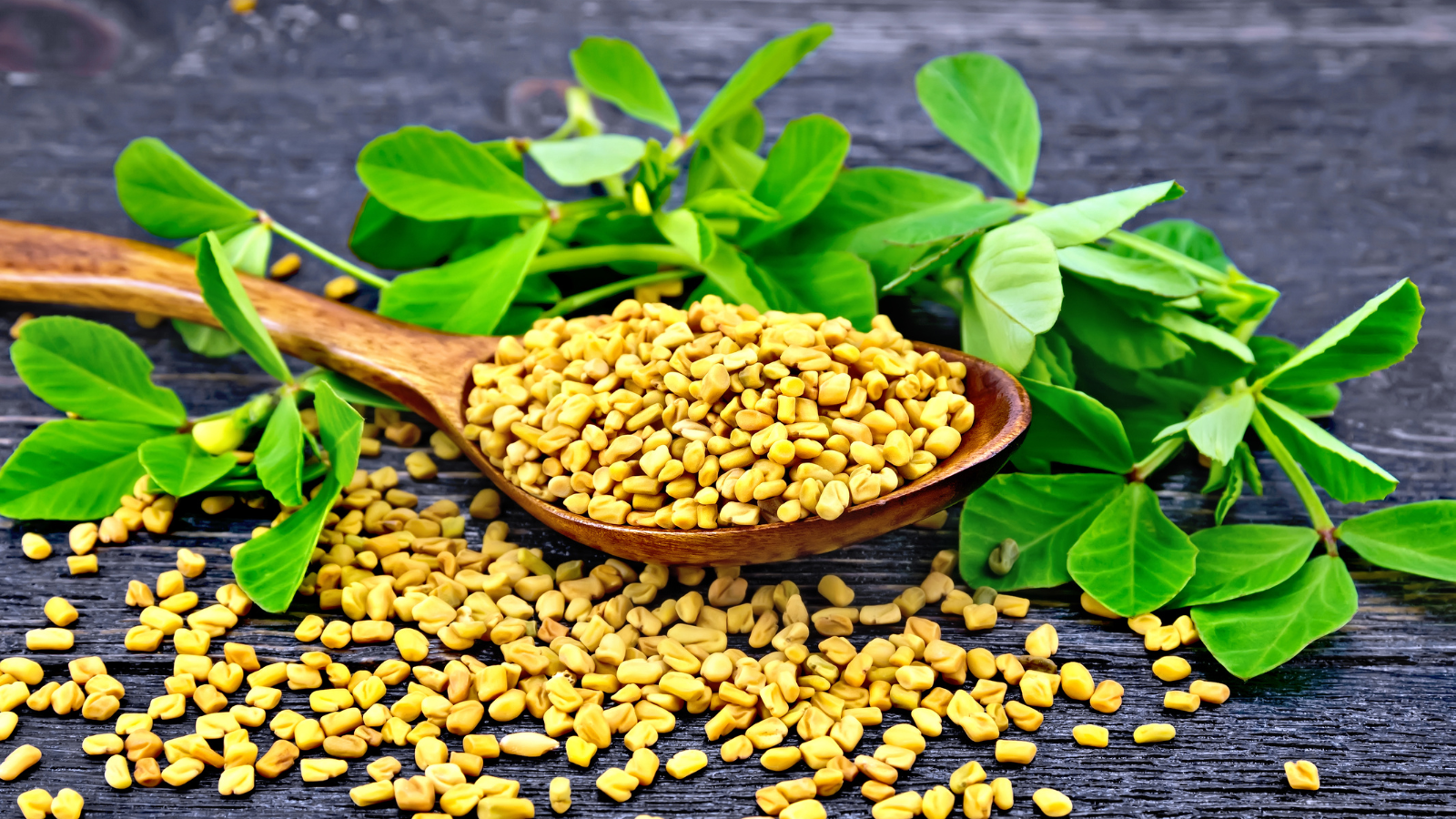 Fenugreek